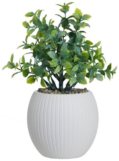 Sia plante i potte 22 cm